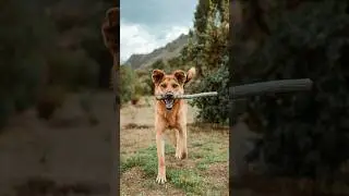 Chico es un perro juguetón 🙃 #fotografia #montaña #shots #cusco #fotografosdebodas