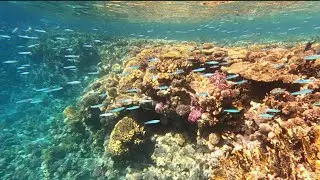 Красное море 🐠🐟🐡
