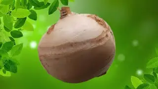 Репа Дуняша описание сорта и отзыв