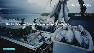 Ocean Science Fact: Pacific Tuna Fisheries