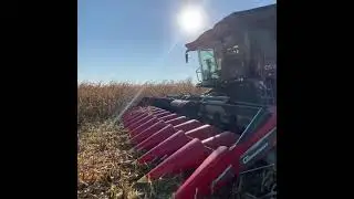 Fendt Ideal на уборке кукурузы Полымя агро