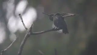 Hummingbird Closeup in SloMo 08-29-24