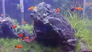 Beautiful Aquascape from Pangkalan Bun, Indonesia