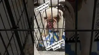 Found an English Bulldog at a shelter. And I love him so much already. #englishbulldog #shelterdogs