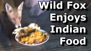 Wild Fox Enjoys  Chicken Tikka Biryani   UK Garden Foxes