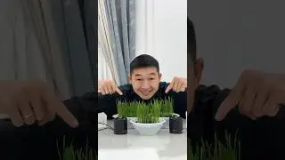 Plants listen to music, Quran and silence!