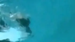 Imagens orca atacando treinador