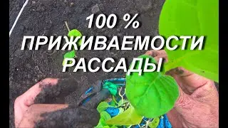 100 % ПРИЖИВАЕМОСТИ РАССАДЫ В ОТКРЫТОМ ГРУНТЕ