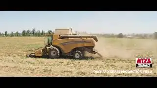 Drone Footage- How We Grow Orchard Grass - Seed Production Field