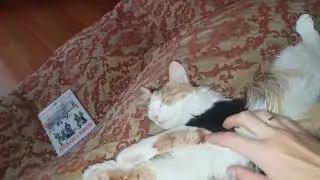 Кошачьи сны