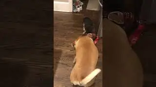 What Are You Hiding in This Bag, Dad?