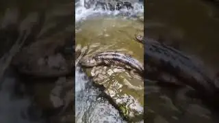 wow mengejutkan ikan ini punya kaki,  ini ikan apa bukan ya..?? #ikan #fishing #viral #amazing #wow