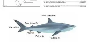 Dichotomous Key
