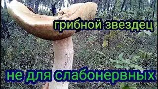 Грибыбелые везде. На каждом шагу. Но в основном уже переростки не годящиеся в переработку...