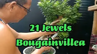 21j Bougainvillea / WORKSHOP  #72