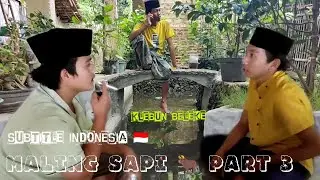 NYAREH SAPEH ELANG part 3 🐂( klebun beleke )