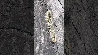 Une chenille processionnaire au Québec