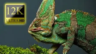 Wildlife Animals Relaxation Film 12K HDR 60fps Dolby Vision - Amazing Animal World