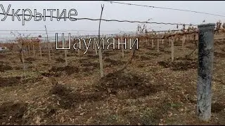 УКРЫТИЕ ВИНОГРАДА ШАУМЯНИ
