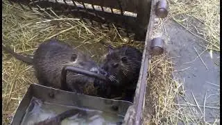 Нутрии Водные процедуры