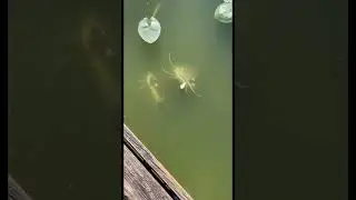 Monster RedTail Catfish Breeding Pond! They love Bread! 