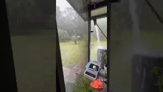 What chickens do in the rain