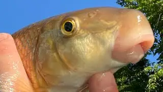 SIGHT FISHING SUCKER! #shorts