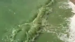 Зеленое озеро...