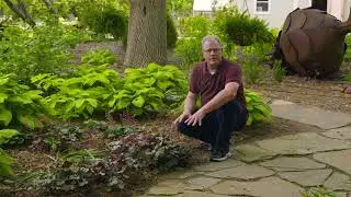 2022 Oklahoma Proven: Heuchera