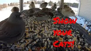 Videos for Cats to Watch: Cute Funny Birds Up Close | Birds Up Close in a Bird Feeder