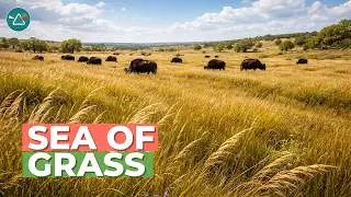 Exploring the Grasslands: Learn about plants and animals that live in grasslands across the world