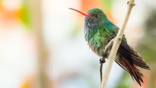 La danza de los colibríes