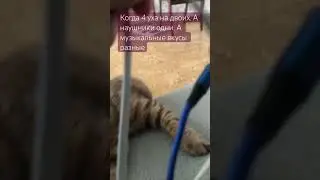 Одни наушники на 4 уха…