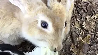 Rabbits on Rabbit Island have big appetites!