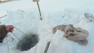 Ловим  живца  и  едем  проверять  перемёт  на  р  Обь.