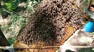 How a swarm emerges. How to fully remove a swarm from a tall tree. 🌻🌻🌻🌻🌻🌻🌻🌻🌻