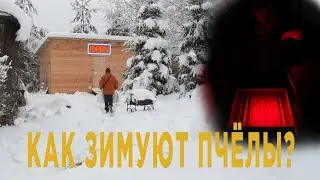 Как зимуют пчёлы? Подкормка пчёл в зимнике.