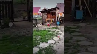 реакция собак на квадрокоптер