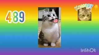 489 MEME) кошка комару