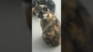 Привет человек 😻 мы бездомные три сестры Марфуши и нас каждый день приходит кормить наш А хранитель