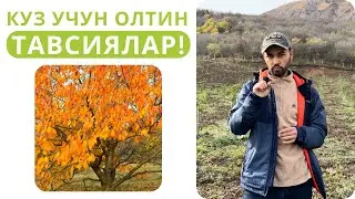 КУЗДА МЕВАЛИ ДАРАХТЛАР ПАРВАРИШИ УЧУН ОЛТИН ТАВСИЯЛАР!