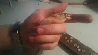 Кольцевание птиц (меточные съемные кольца с мусорки)