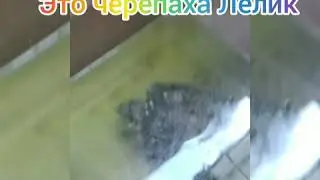 Знакомства с животными