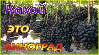 Фиолетовый ранний, виноград, с удивительным мускатным вкусом.