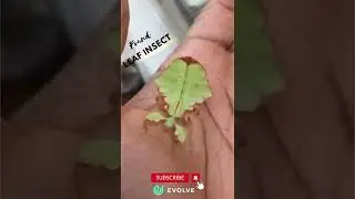 Leaf Insect Found | These Leaf Insects Will Sway Your Heart | #camouflage #insect #shorts #viral