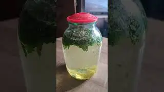 Tarragon tincture short 