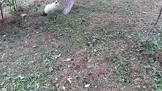 смішні коти 2