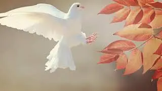 COMFORTABLE PIANO MUSIC + BEAUTIFUL NATURE LANDSCAPES.