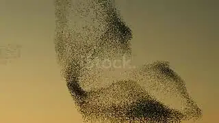 istockphoto 939251926 640 adpp is