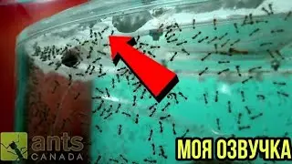 О боже! Мои огненные муравьи планируют побег